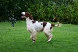 SETTER IRLANDAIS 541